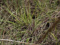 Eragrostis capensis