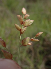 Eragrostis capensis