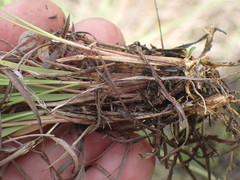 Eragrostis capensis