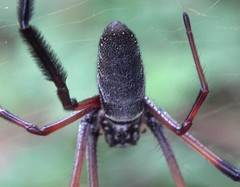 Nephila comorana