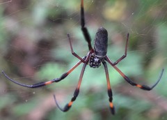 Nephila comorana