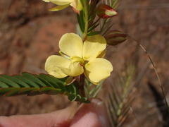Chamaecrista comosa