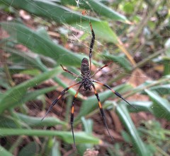 Nephila comorana