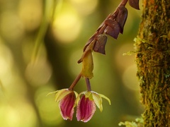 Epidendrum megalospathum