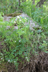 Thalictrum triternatum