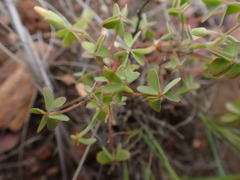 Oxalis corniculata
