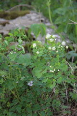 Thalictrum triternatum