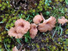Omphalina galericolor