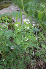 Thalictrum triternatum