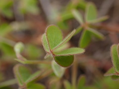 Oxalis corniculata