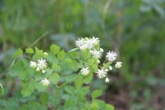 Thalictrum triternatum
