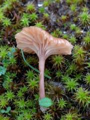 Omphalina galericolor