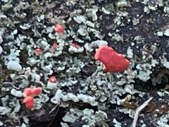 Cladonia incrassata