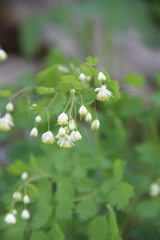 Thalictrum triternatum