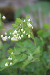 Thalictrum triternatum