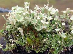 Cladonia ramulosa