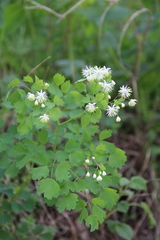 Thalictrum triternatum