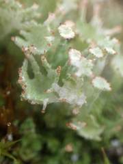 Cladonia ramulosa