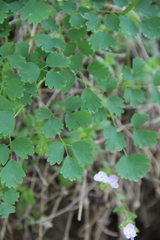 Thalictrum triternatum