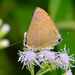 Strophius Hairstreak - Photo (c) rick_costa, some rights reserved (CC BY-NC), uploaded by rick_costa