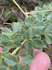 Poiretia tetraphylla