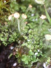 Cladonia ramulosa