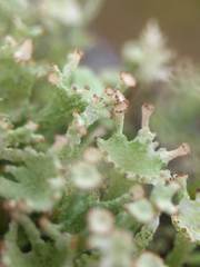 Cladonia ramulosa