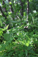 Thalictrum triternatum