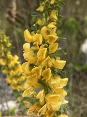 Poiretia tetraphylla