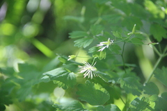 Thalictrum triternatum