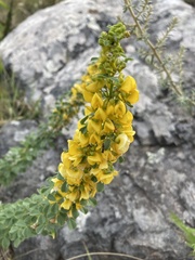 Poiretia tetraphylla