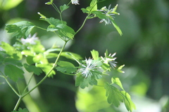 Thalictrum triternatum