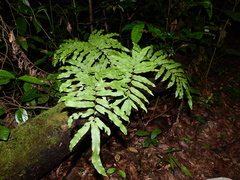 Serpocaulon triseriale