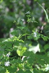 Thalictrum triternatum