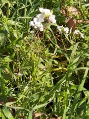 Diplotaxis erucoides