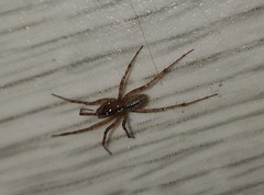 Stemonyphantes lineatus