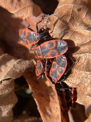 Pyrrhocoris apterus