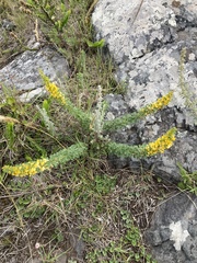 Poiretia tetraphylla