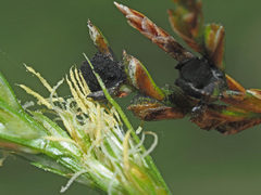 Anthracoidea irregularis