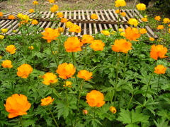 Trollius macropetalus