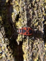 Pyrrhocoris apterus