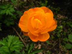 Trollius macropetalus