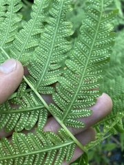 Amauropelta decurtata