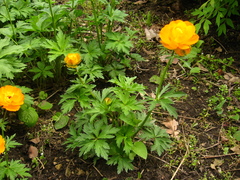 Trollius macropetalus