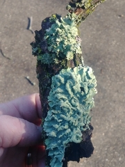 Flavoparmelia caperata