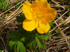 Trollius ranunculinus