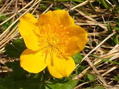 Trollius ranunculinus