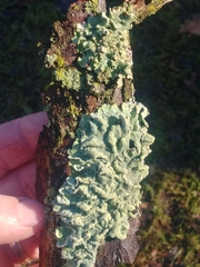 Flavoparmelia caperata