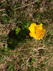Trollius ranunculinus