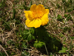 Trollius ranunculinus